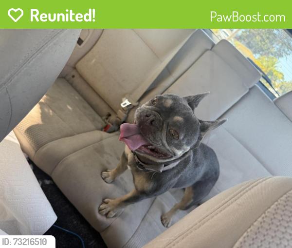 Reunited Female Dog last seen Raton ct, Allview Ave, Loma Linda Ave, Manor Rd, Appian Way, Park Central St, Hilltop Dr. El Sobrante, CA, El Sobrante, CA 94803