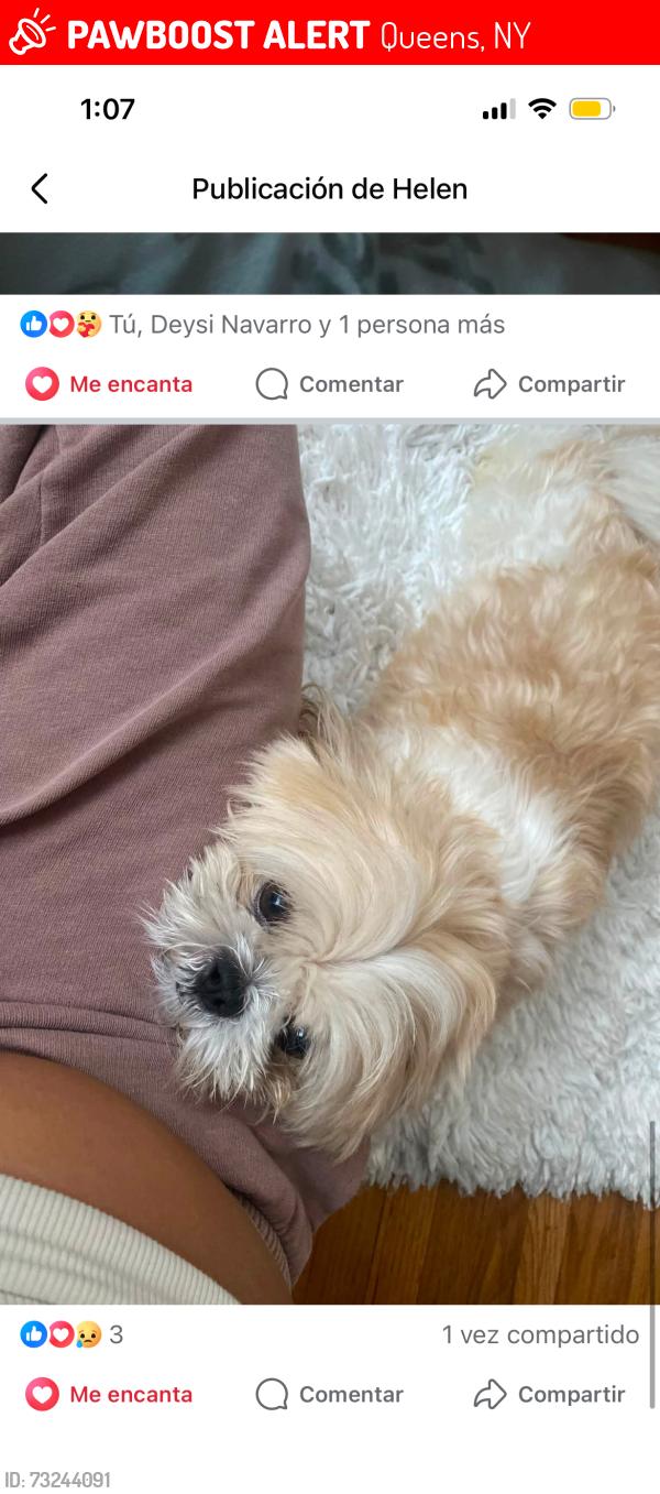 Lost Male Dog last seen 227-15 112th Rd Queens Village NY 11429, Queens, NY 11429