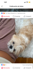 Lost Male Dog last seen 227-15 112th Rd Queens Village NY 11429, Queens, NY 11429