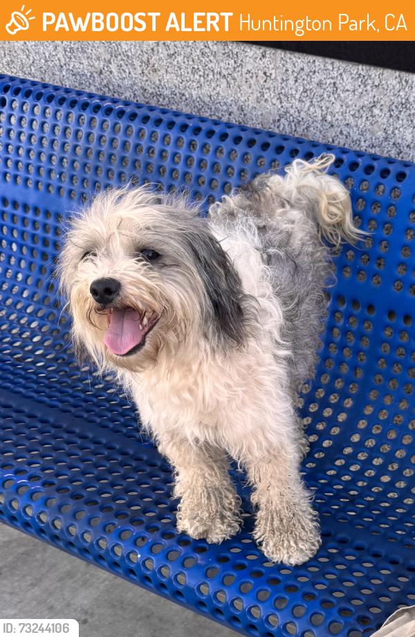 Found/Stray Male Dog last seen Wells Fargo Bank, Huntington Park, CA 90255