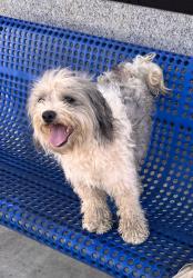 Found/Stray Male Dog last seen Wells Fargo Bank, Huntington Park, CA 90255