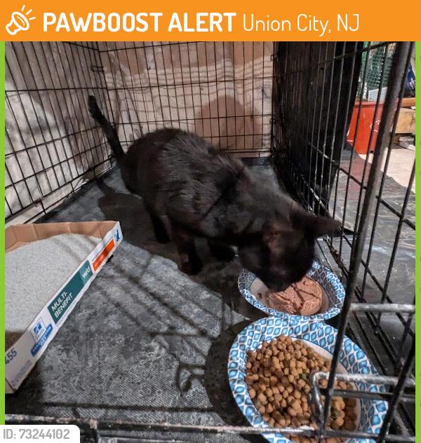 Found/Stray Male Cat last seen In front of La Herradura Restaurant in 24th Street, Union City, NJ, Union City, NJ 07087