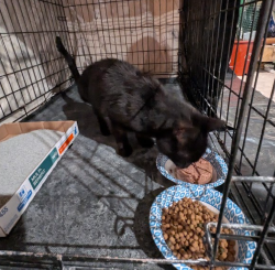 Found/Stray Male Cat last seen In front of La Herradura Restaurant in 24th Street, Union City, NJ, Union City, NJ 07087
