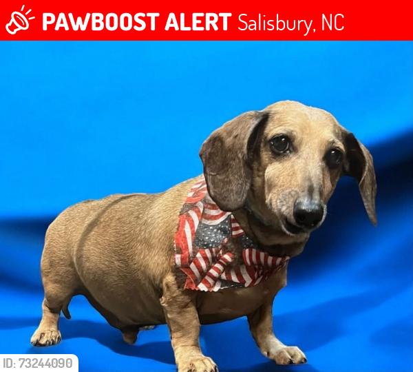 Lost Male Dog last seen Rowan county Highway Patrol Station, Salisbury, NC 28147