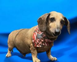 Lost Male Dog last seen Rowan county Highway Patrol Station, Salisbury, NC 28147
