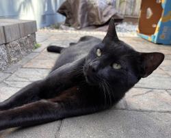 Found/Stray Male Cat last seen Mar Monte Ave, Santa Cruz County, CA 95076