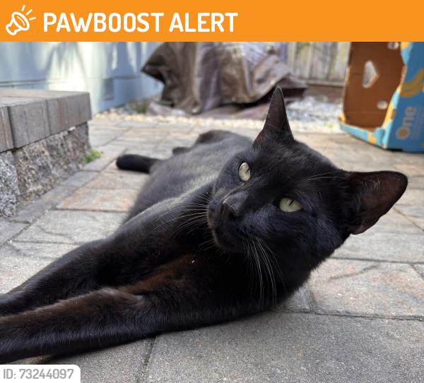 Found/Stray Male Cat last seen Mar Monte Ave, Santa Cruz County, CA 95076