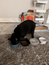 Reunited Male Cat last seen west locust ave across from near build home, Edison, NJ 08820