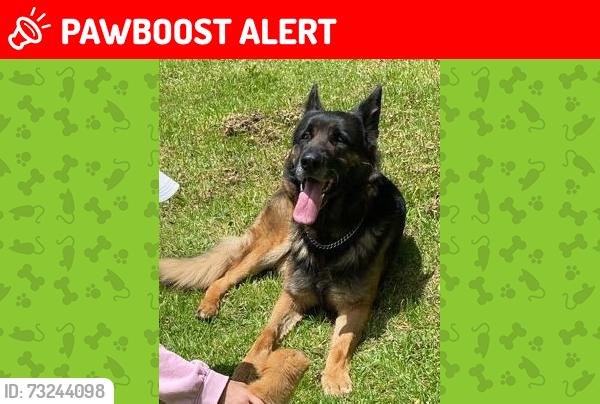 Lost Male Dog last seen Atrás de Escuela Benito Juárez, Tenango de Arista, Méx. 