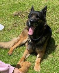 Lost Male Dog last seen Atrás de Escuela Benito Juárez, Tenango de Arista, Méx. 
