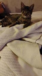 Found/Stray Female Cat last seen Spradleys Service Station, Graniteville, SC 29828