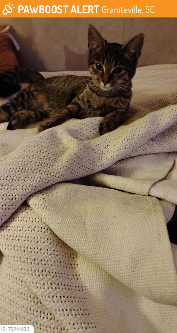 Found/Stray Female Cat last seen Spradleys Service Station, Graniteville, SC 29828