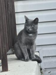 Found/Stray Male Cat last seen Radium and Quicksilved, Ramsey, MN 55303