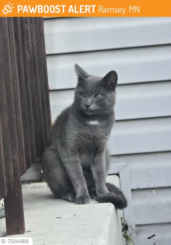 Found/Stray Male Cat last seen Radium and Quicksilved, Ramsey, MN 55303