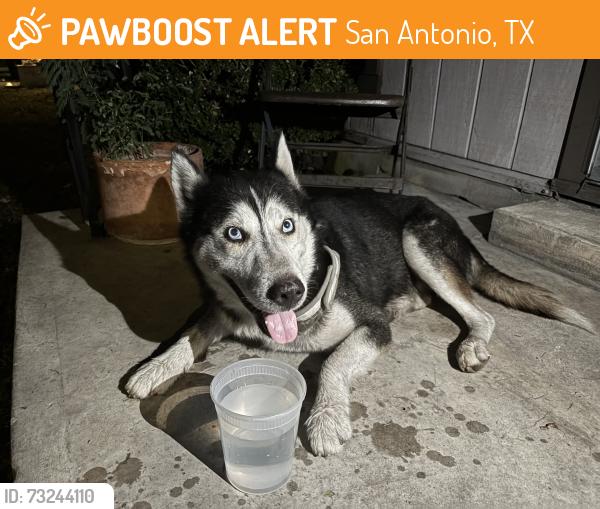 Found/Stray Male Dog last seen Rosebud Ln, San Antonio, TX 78221