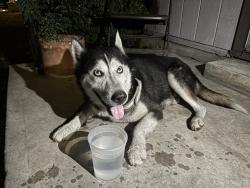 Found/Stray Male Dog last seen Rosebud Ln, San Antonio, TX 78221