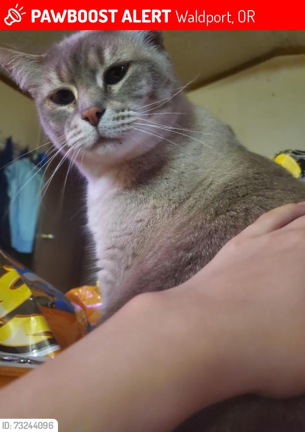 Lost Female Cat last seen Hilltop Cafe Bistro, Waldport, OR 97394