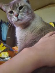 Lost Female Cat last seen Hilltop Cafe Bistro, Waldport, OR 97394