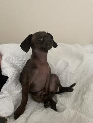Reunited Male Dog last seen Near Vista Hill Ln, Sachse, TX 75048, USA, Sachse, TX 75048
