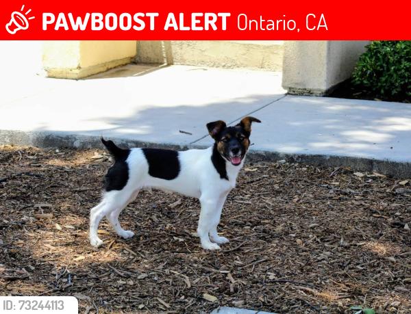 Lost Male Dog last seen Holt and vine, Ontario, CA 91762