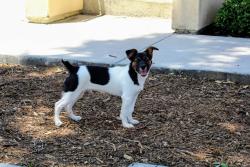 Lost Male Dog last seen Holt and vine, Ontario, CA 91762