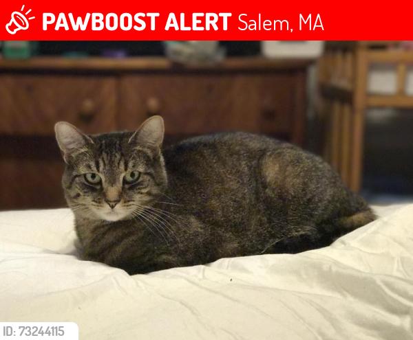Lost Female Cat last seen Jefferson Ave, Lawrence St, Salem, MA 01970