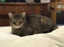 Lost Female Cat last seen Jefferson Ave, Lawrence St, Salem, MA 01970