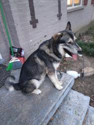 Found/Stray Male Dog last seen East parkway and poplar, Memphis, TN 38112