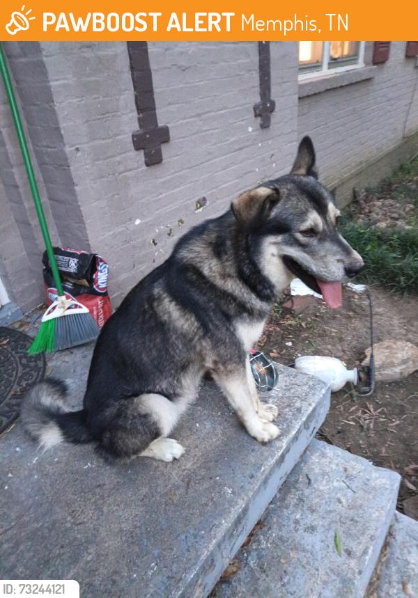 Found/Stray Male Dog last seen East parkway and poplar, Memphis, TN 38112