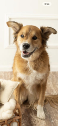 Reunited Female Dog last seen Sunset ave and Washington street, Porter, IN 46304