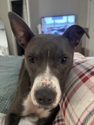 Found/Stray Male Dog last seen 1st Ave, Birmingham, AL 35212