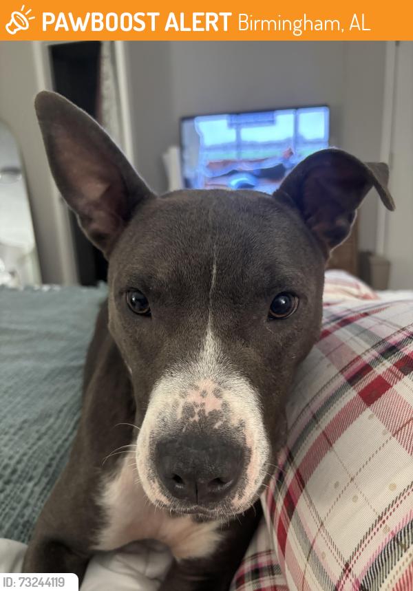 Found/Stray Male Dog last seen 1st Ave, Birmingham, AL 35212