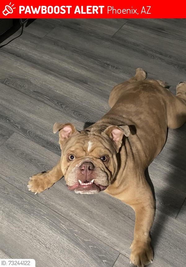Lost Male Dog last seen Central and Dobbins, Phoenix, AZ 85041