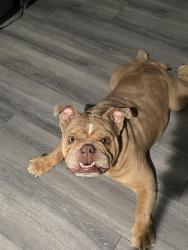 Lost Male Dog last seen Central and Dobbins, Phoenix, AZ 85041