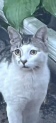 Found/Stray Unknown Cat last seen Dewy and Seward in Evanston, IL, Evanston, IL 60202