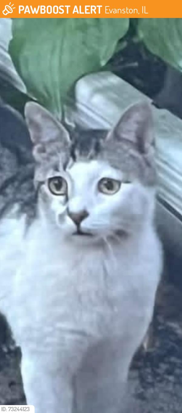Found/Stray Unknown Cat last seen Dewy and Seward in Evanston, IL, Evanston, IL 60202