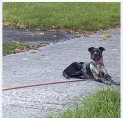Found/Stray Unknown Dog last seen Ne 180th st and 20th avenue north Miami beach, North Miami Beach, FL 33162