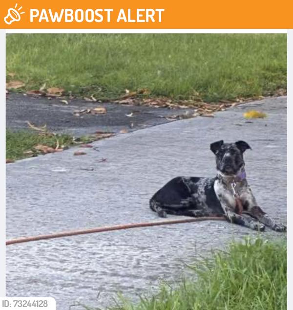 Found/Stray Unknown Dog last seen Ne 180th st and 20th avenue north Miami beach, North Miami Beach, FL 33162