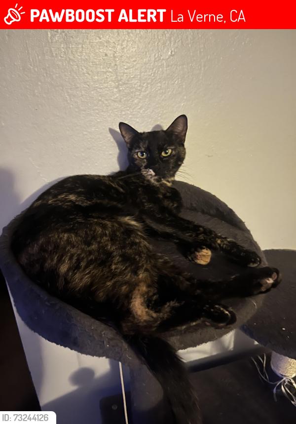 Lost Female Cat last seen Towne center dr, La Verne, CA 91750