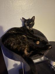 Lost Female Cat last seen Towne center dr, La Verne, CA 91750
