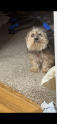 Lost Female Dog last seen Near n dogwood Pl, Sioux Falls, SD, Sioux Falls, SD 57107