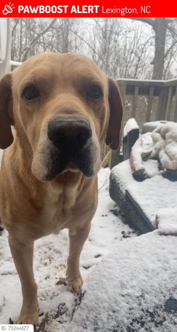 Lost Male Dog last seen Jackson creek/ Robert’s farm, Lexington, NC 27292