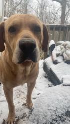 Lost Male Dog last seen Jackson creek/ Robert’s farm, Lexington, NC 27292