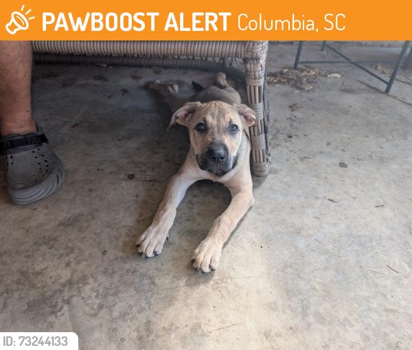 Found/Stray Female Dog last seen St. Andrew's Middle School, Columbia, SC 29210