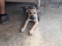 Found/Stray Female Dog last seen St. Andrew's Middle School, Columbia, SC 29210