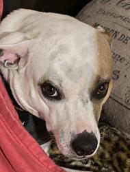 Lost Female Dog last seen West anthony road and NE 77, Ocala, FL 34479