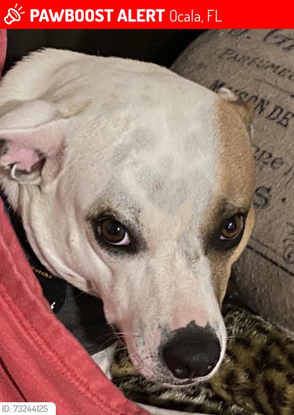 Lost Female Dog last seen West anthony road and NE 77, Ocala, FL 34479