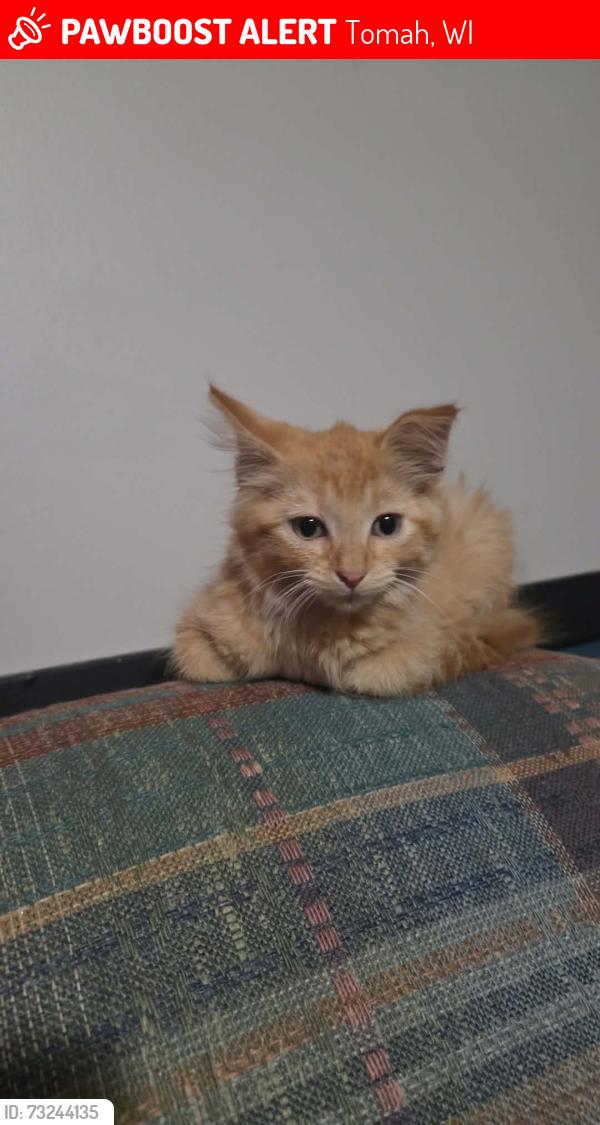 Lost Female Cat last seen Eadgewood terrace west tomah wi, Tomah, WI 54660