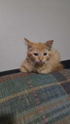 Lost Female Cat last seen Eadgewood terrace west tomah wi, Tomah, WI 54660