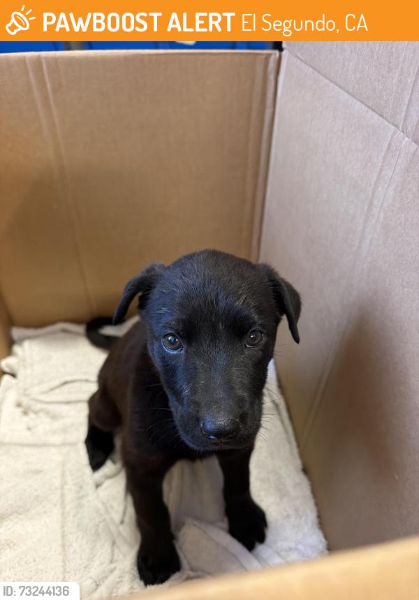 Found/Stray Female Dog last seen Chevron, El Segundo, CA 90245